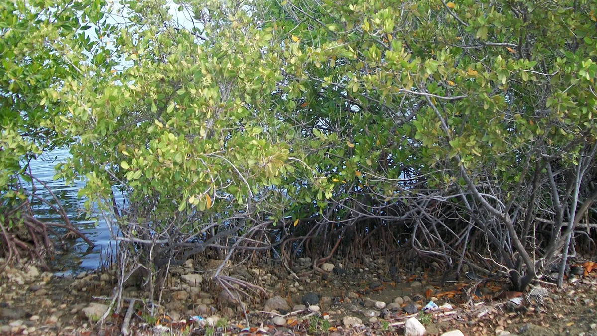 Santa Cruz del Sur: compromiso firme con la preservación del patrimonio forestal