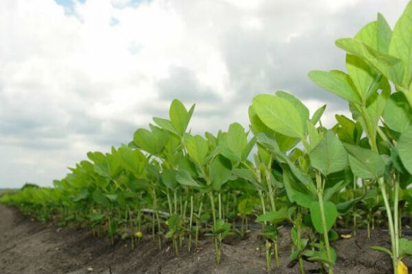 Sembradas en Camagüey más de tres mil hectáreas de cultivos varios