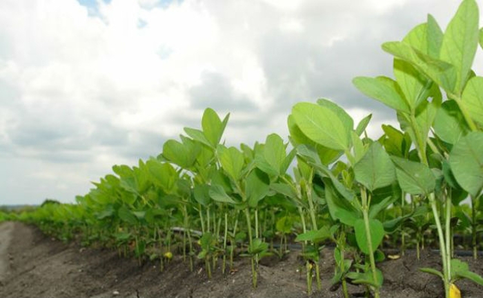 Sembradas en Camagüey más de tres mil hectáreas de cultivos varios