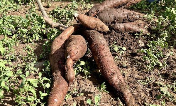 Busca el camagüeyano Nivaldo Navarro mayor producción de alimentos