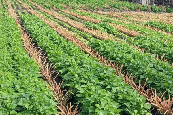 Con esfuerzo y creatividad, Rene Nieves impulsa producción agrícola en Minas