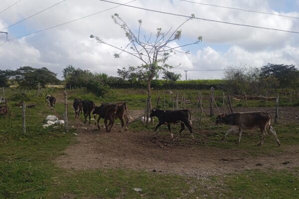 Campesinos de Camagüey comprometidos con las producciones agroalimentarias