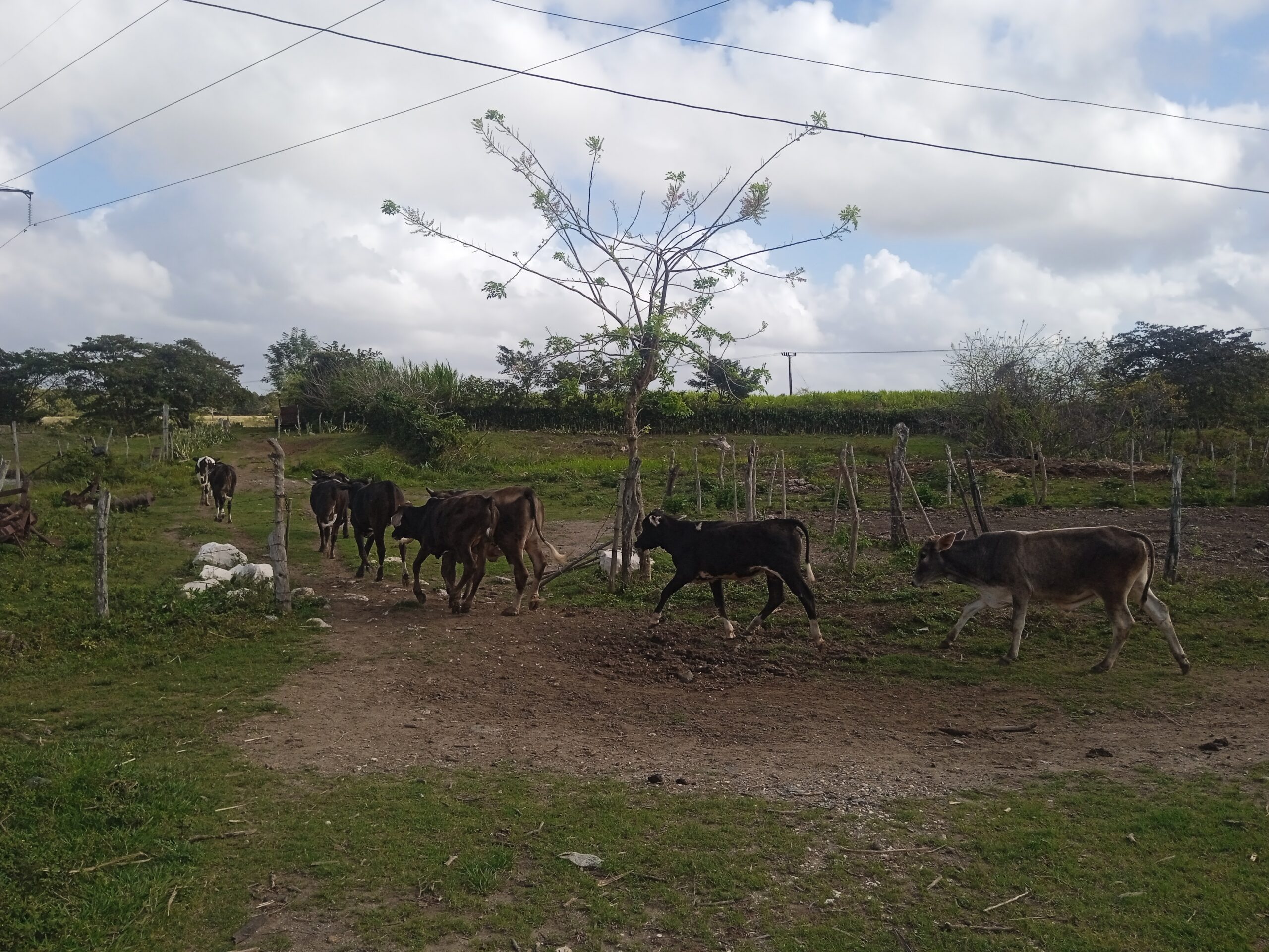 Campesinos de Camagüey comprometidos con las producciones agroalimentarias