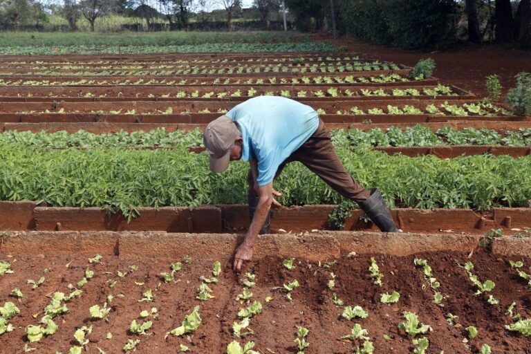 Innovaciones agrícolas en Camagüey impulsan producción sostenible en Cuba