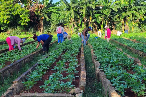 Investigaciones académicas de estudiantes impactan la seguridad alimentaria en Vertientes
