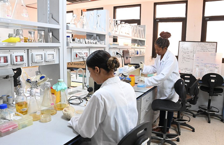 Jusvinza: medicamento seguro y altamente eficaz para tratar el chikungunya