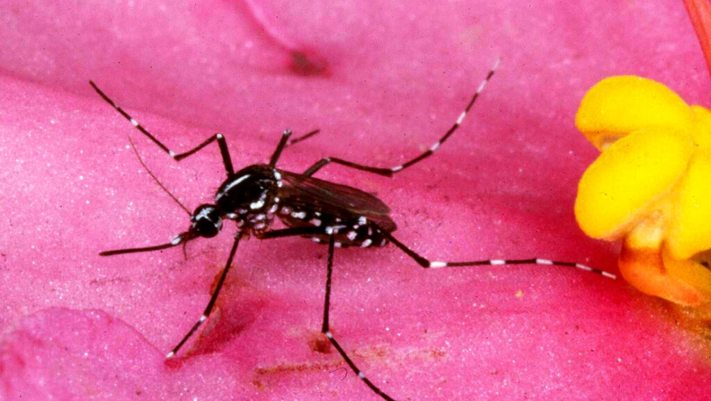 Rusia desarrolla vacuna contra el dengue