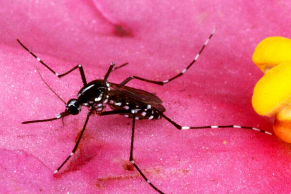 Rusia desarrolla vacuna contra el dengue