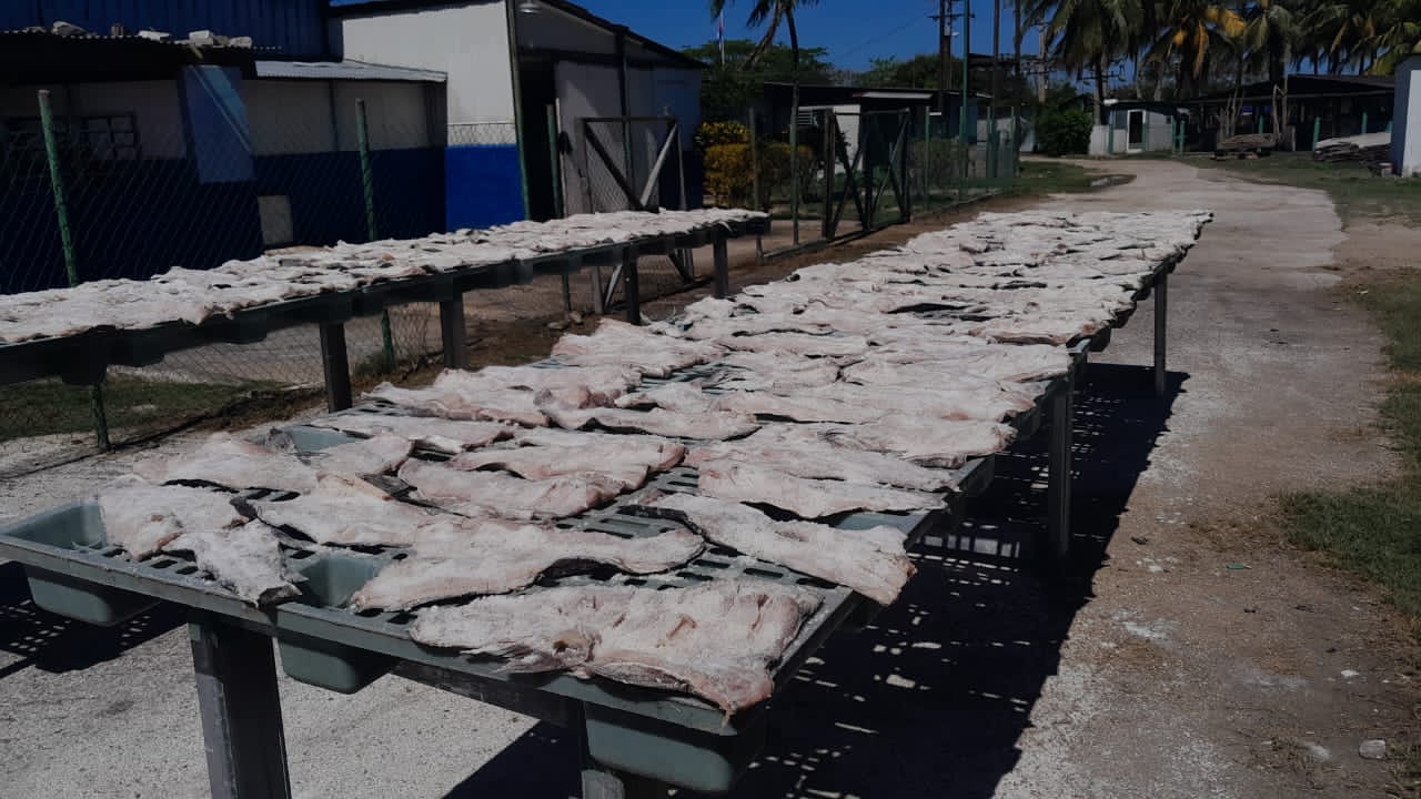 Realizan gran esfuerzo pescadores camagüeyanos