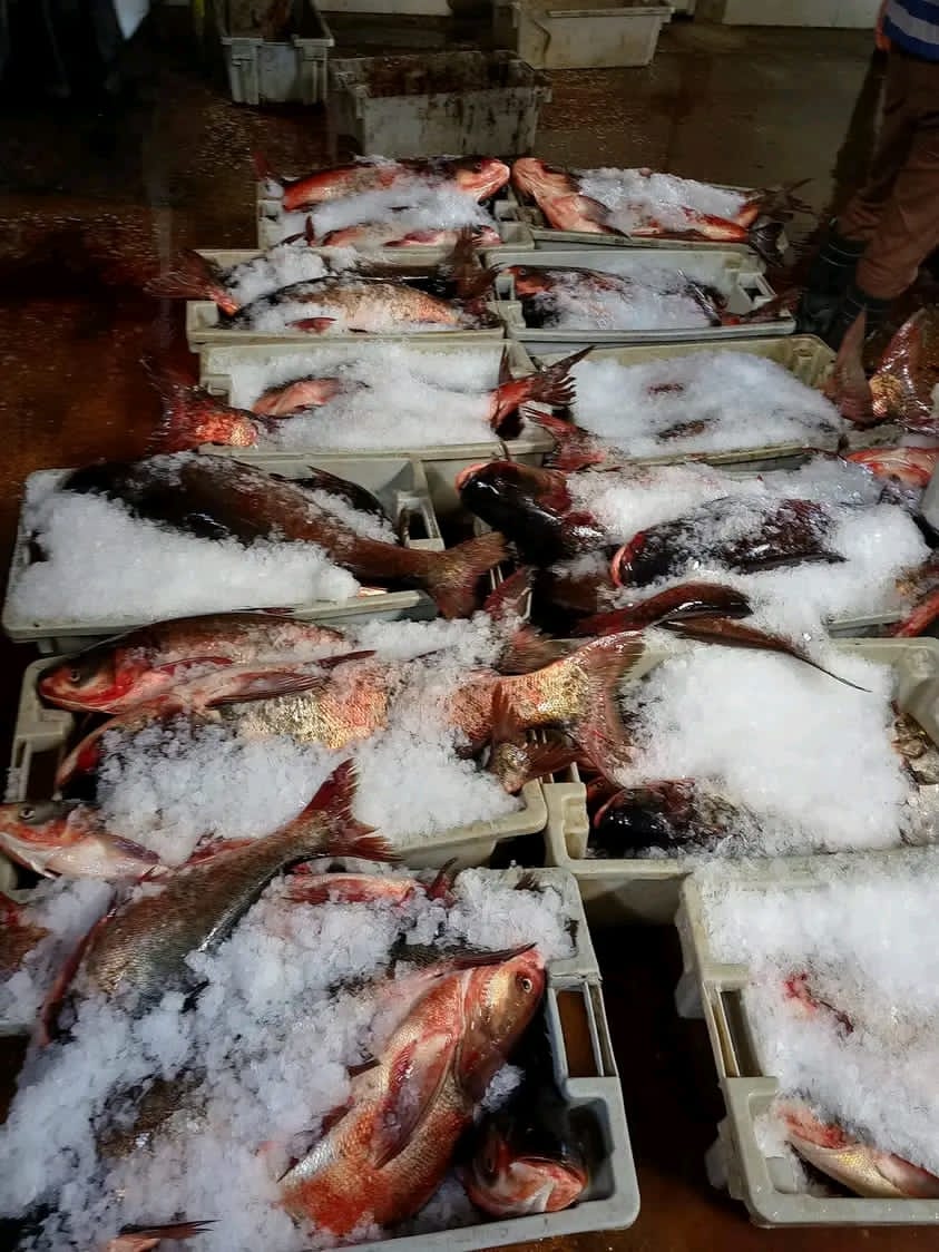 Realizan gran esfuerzo pescadores camagüeyanos