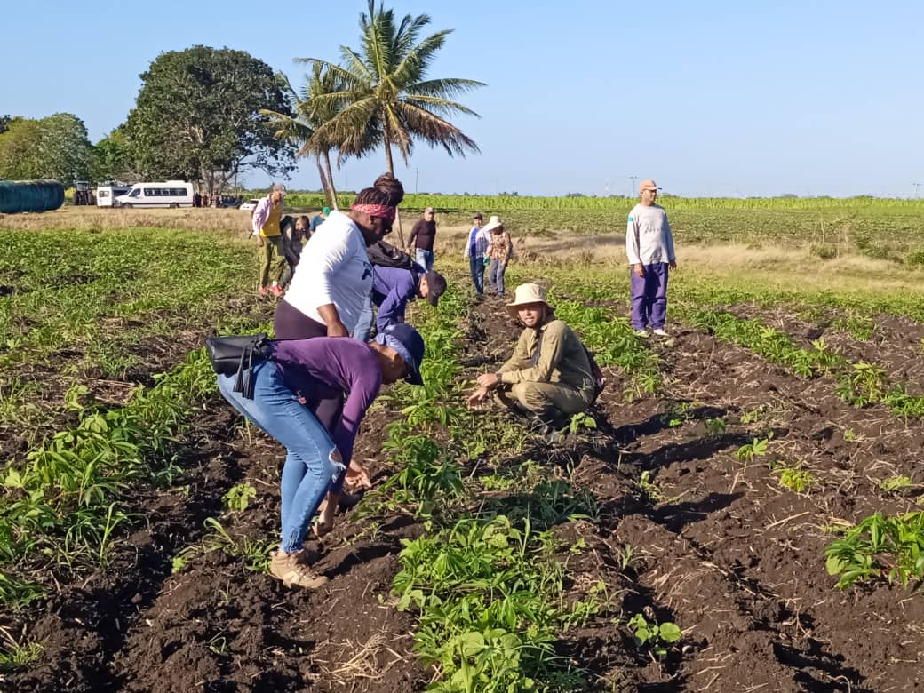 Trabajo y compromiso de camagüeyanos rumbo al 1ro de Mayo