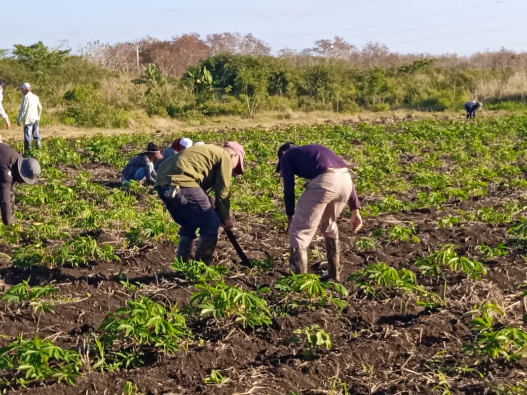 Trabajo y compromiso de camagüeyanos rumbo al 1ro de Mayo