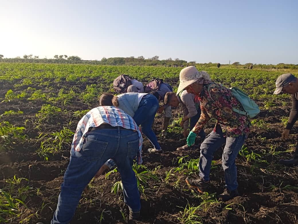 Trabajo y compromiso de camagüeyanos rumbo al 1ro de Mayo