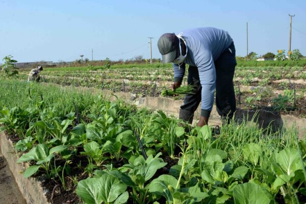 Busca colectivo camagüeyano mejores resultados