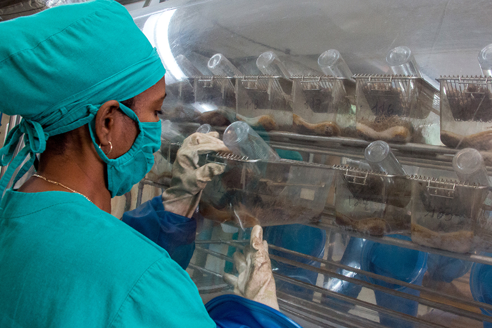 Animales envejecidos vitales en estudios preclínicos en Cuba