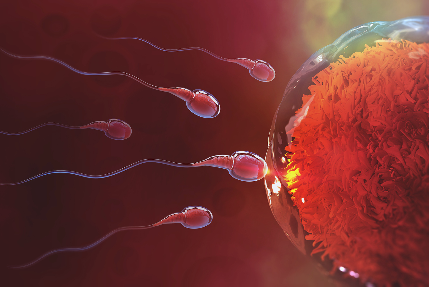 Descubren causa actual de la baja tasa de fertilidad masculina