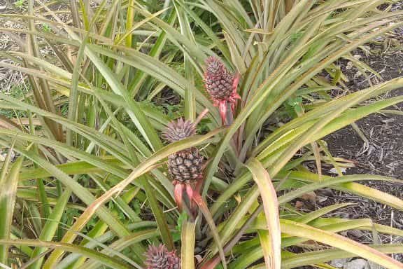 Potencian en Minas la producción de piña