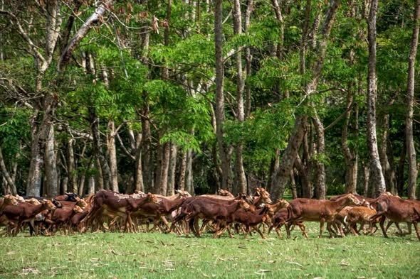 Cuba con siete vacunas contra enfermedades infecciosas veterinarias
