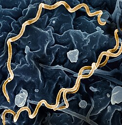 Cuba abordará el tema de las treponematosis