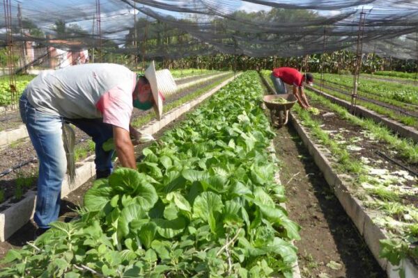 En Camagüey se mantiene activo el programa de la agricultura familiar