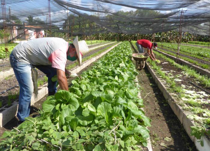 En Camagüey se mantiene activo el programa de la agricultura familiar