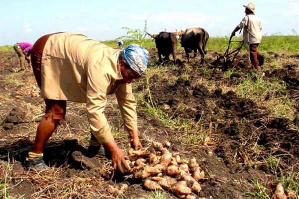 Municipio de Camagüey es Vanguardia Nacional en el quehacer campesino