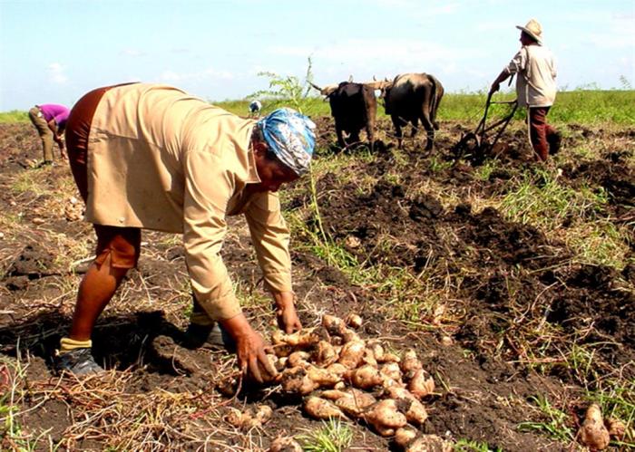 Municipio de Camagüey es Vanguardia Nacional en el quehacer campesino