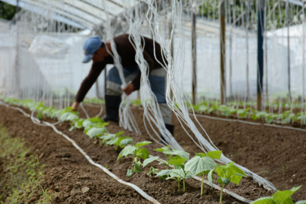 Accionan para incrementar producciones agrícolas en Camagüey
