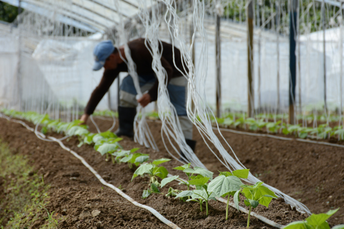Accionan para incrementar producciones agrícolas en Camagüey