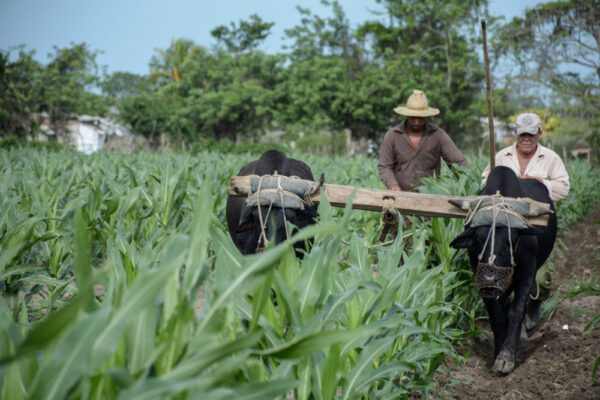 Campesinos de Camagüey cumplen compromiso y van por más