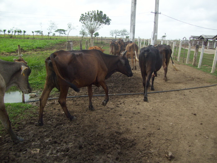 Empresa camagüeyana avanza en los encadenamientos productivos