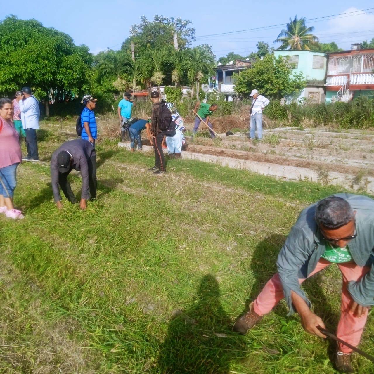 Trabajadores de Educación en Camagüey aportan a labores agrícolas