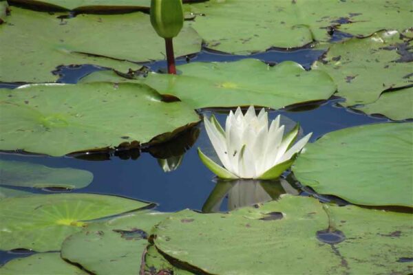 Naturaleza en estado puro en Cuba, pilar del turismo