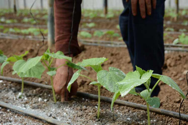 Acciona institución camagüeyana desde la ciencia para incrementar rendimientos agrícolas