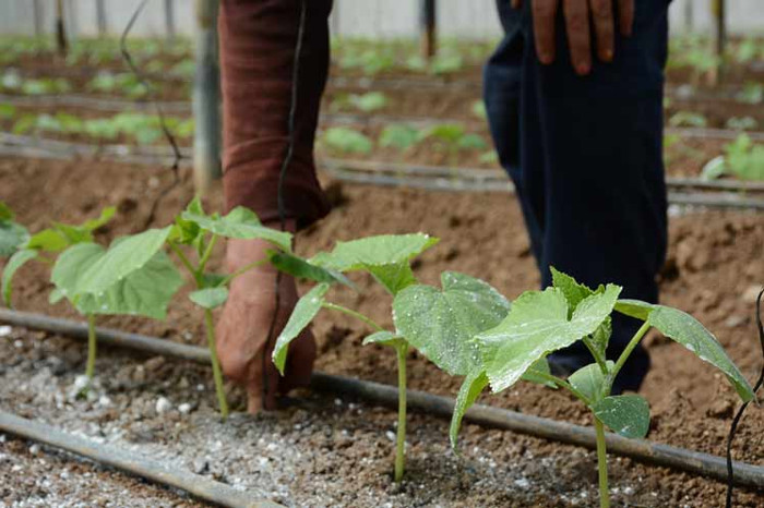 Acciona institución camagüeyana desde la ciencia para incrementar rendimientos agrícolas