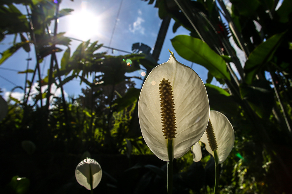 Cuba publica la obra botánica más completa de su historia