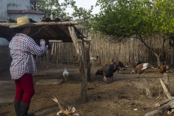 Vinculan comunicación a proyecto agroalimentario en Camagüey