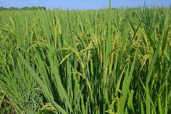 Promueven en Camagüey incremento de áreas destinadas a la siembra de arroz