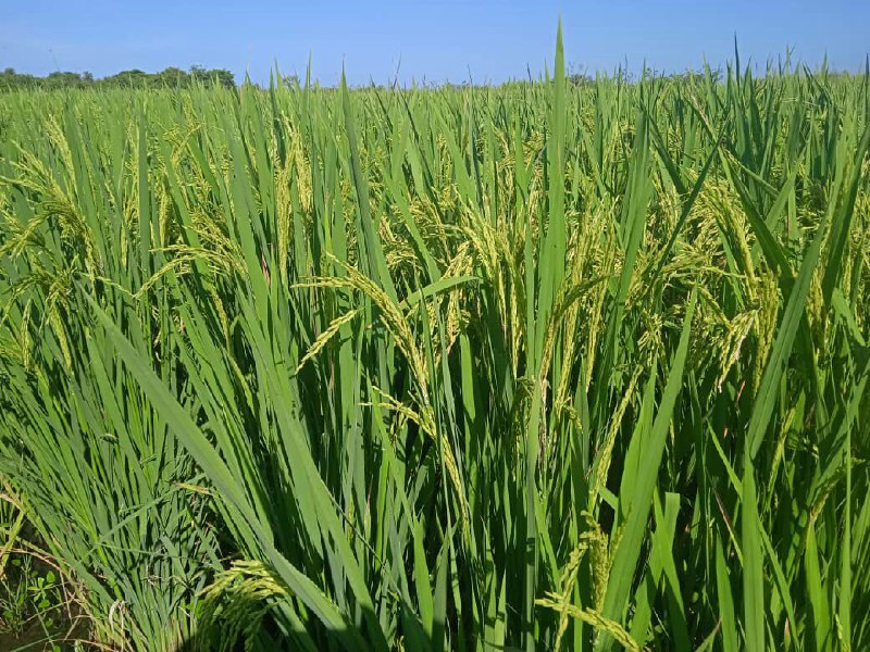 Promueven en Camagüey incremento de áreas destinadas a la siembra de arroz